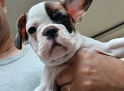 Anúncio Bulldog francês