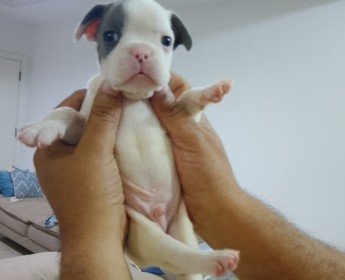 A venda Bulldog francês