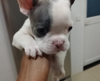Comprar Bulldog francês