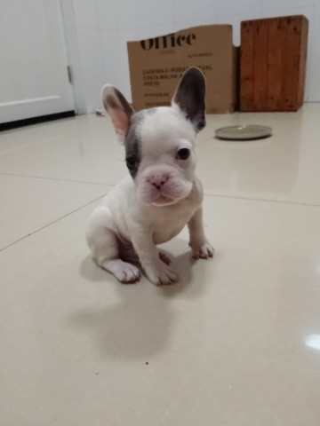 Venda Bulldog francês