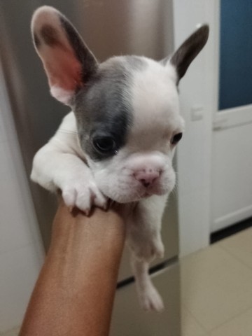 Venda Bulldog francês