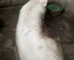 A venda Porco de 300Kg