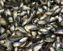 Comprar Alevinos de Tilapias