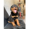 Venda Filhote de Rottweiler