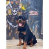 Venda Filhote de Rottweiler