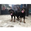 Venda Filhote de Rottweiler