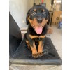 Venda Filhote de Rottweiler