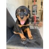 Venda Filhote de Rottweiler