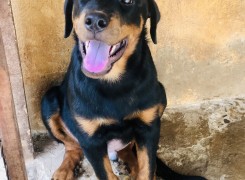 Anúncio Filhote de Rottweiler