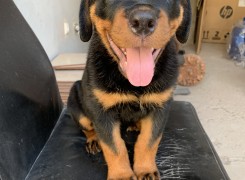 Anúncio Filhote de Rottweiler