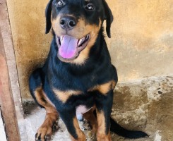 Comprar Filhote de Rottweiler