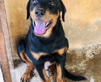 A venda Filhote de Rottweiler