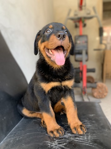 Venda Filhote de Rottweiler