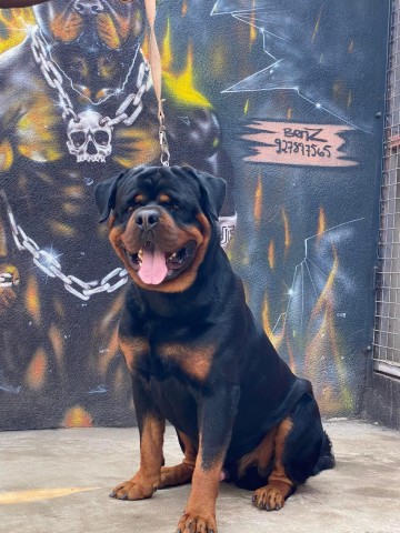 Venda Filhote de Rottweiler