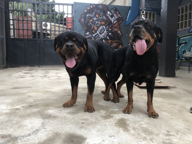 Venda Filhote de Rottweiler