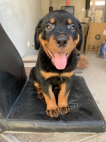 Venda Filhote de Rottweiler