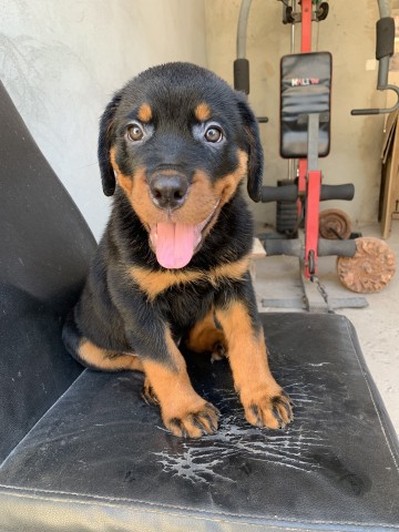 Venda Filhote de Rottweiler