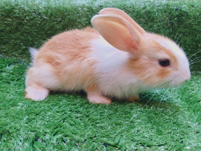 Venda Coelhinhos fofos para estimação