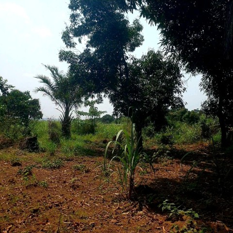 Venda Terreno de 150 hectares em Calumbo bl3