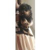 Venda Dois machos de Rottweiler disponíveis