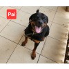 Venda Dois machos de Rottweiler disponíveis