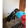 Venda Dois machos de Rottweiler disponíveis