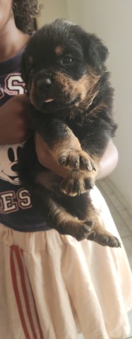 Venda Dois machos de Rottweiler disponíveis