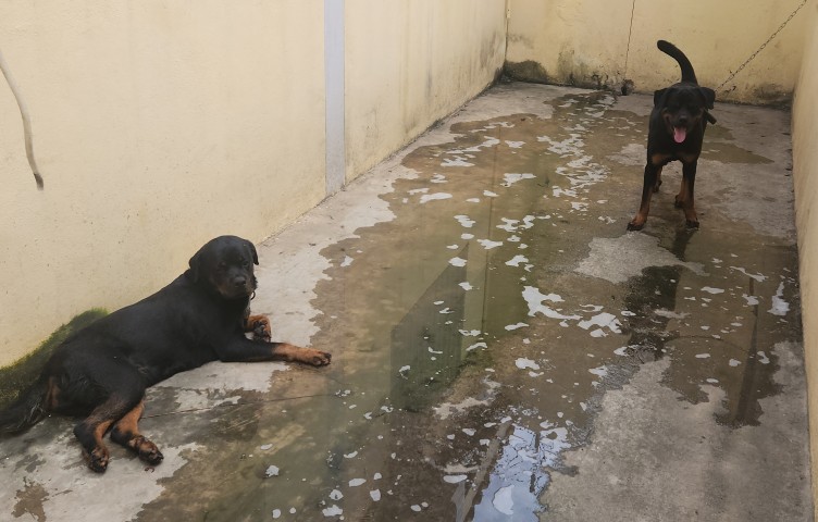 Venda Dois machos de Rottweiler disponíveis