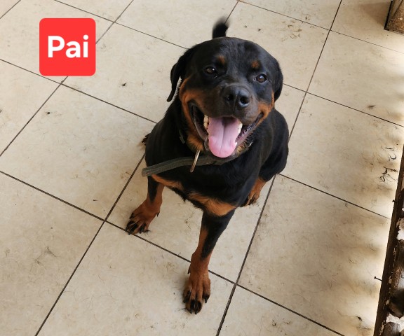 Venda Dois machos de Rottweiler disponíveis