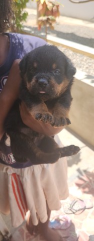 Venda Dois machos de Rottweiler disponíveis