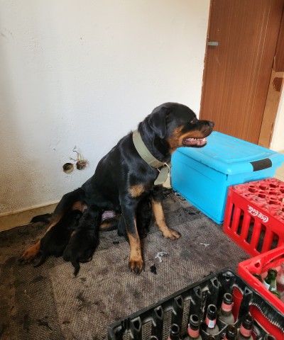 Venda Dois machos de Rottweiler disponíveis