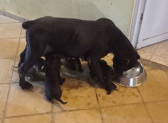 Anúncio CANE CORSO