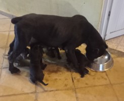 Comprar CANE CORSO