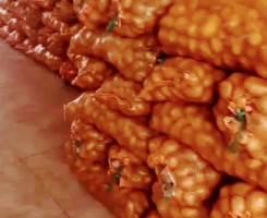 A venda Saco de batata rena 10kg/10.000
