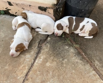 Comprar Crias de Pitbull Black Nose