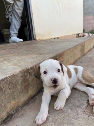 Venda Crias de Pitbull Black Nose