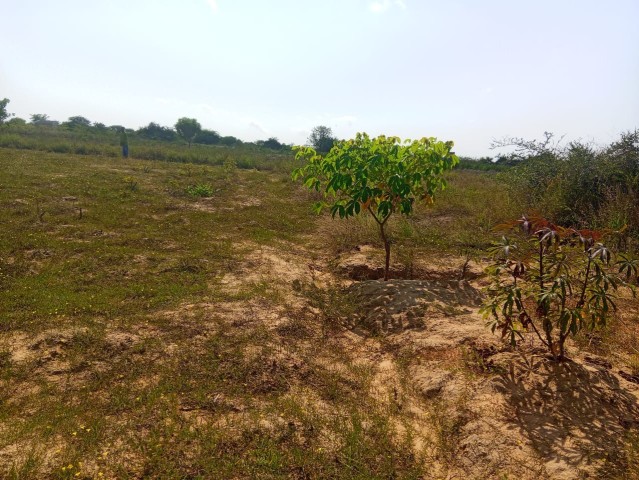 Venda TERRENO À VENDA NO RAMIRO MUNICÍPIO DE BELAS