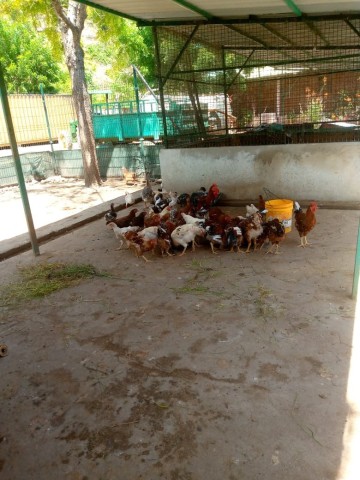 Venda Vende-se