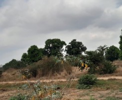Comprar Terreno de 1 hectare noKM36arredores do novo aeroporto internacional de Angola