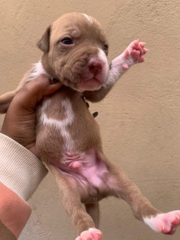 Venda Pitbull
