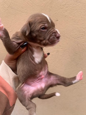 Venda Pitbull