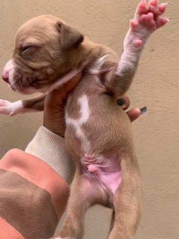 Venda Pitbull