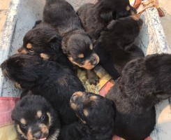 A venda Rottweiler