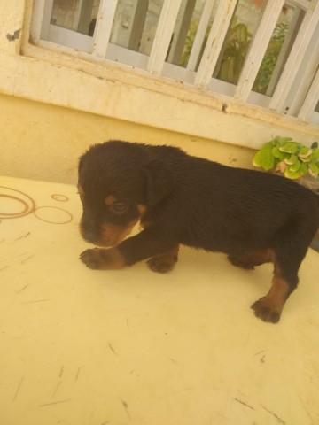 Venda Rottweiler