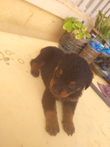 Venda Rottweiler