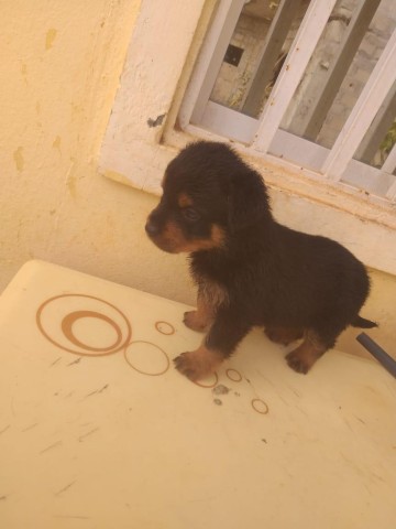 Venda Rottweiler