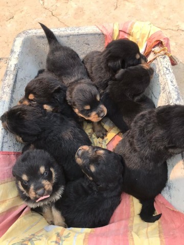 Venda Rottweiler