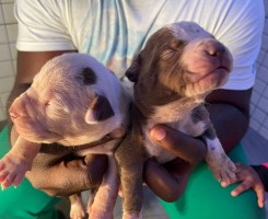 A venda Vendo Crias De Pitbull