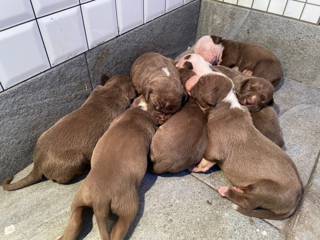 Venda Vendo Crias De Pitbull