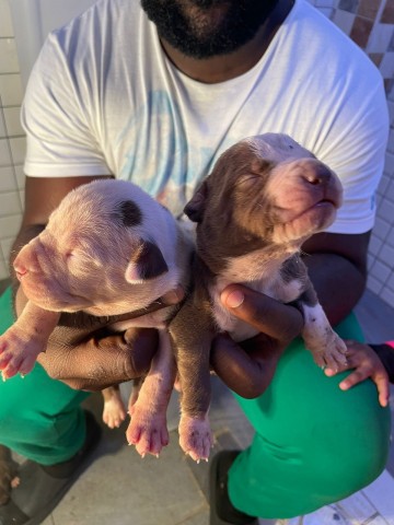 Venda Vendo Crias De Pitbull